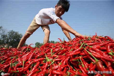 辣椒樹種植|辣椒樹種植：從栽培到收穫的指南 